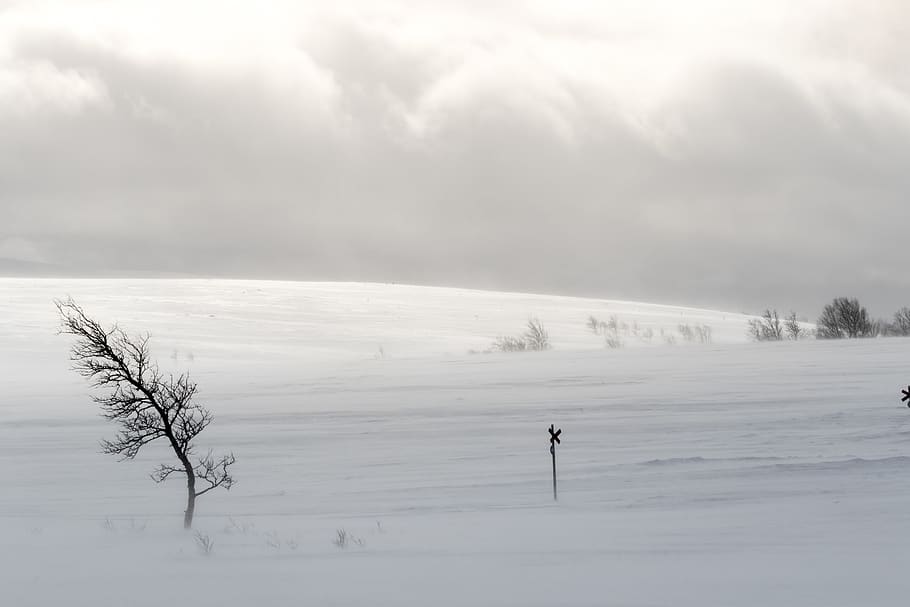 wind on snow field, sweden, tänndalen, plant, tree, flora, outdoors HD wallpaper