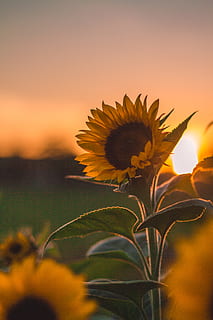 sunflower, plant, flowering plant, sunset, beauty in nature, sky HD wallpaper