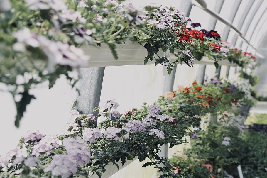 assorted-color flower garden, plant, flora, vase, jar, potted plant HD wallpaper