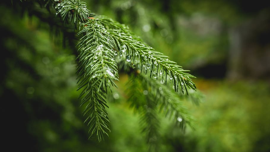 forest, water, drop, reflect, rain, weather, green, nature HD wallpaper
