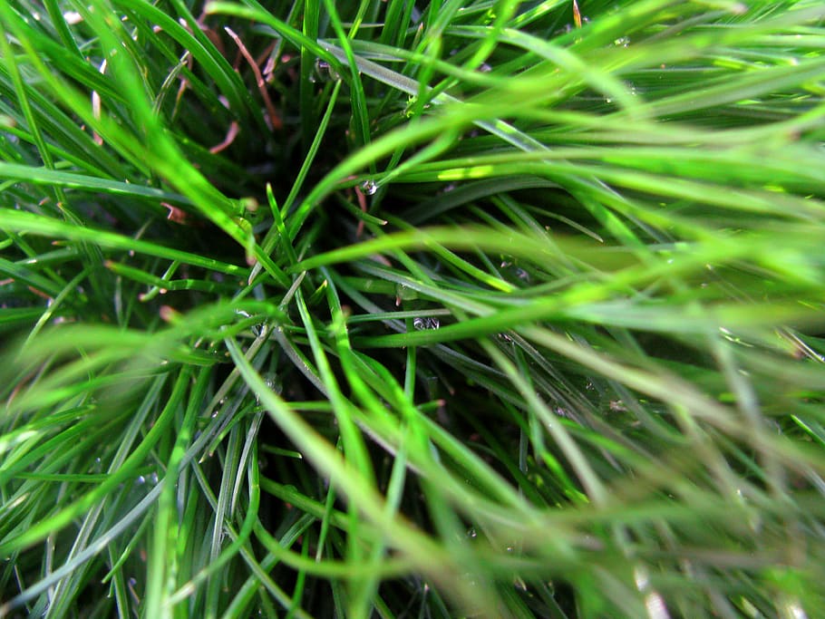green, grass, green color, plant, growth, full frame, backgrounds HD wallpaper