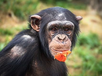 chimpanzee, monkey, ape, mammal, zoo, primates, portrait, creature HD wallpaper