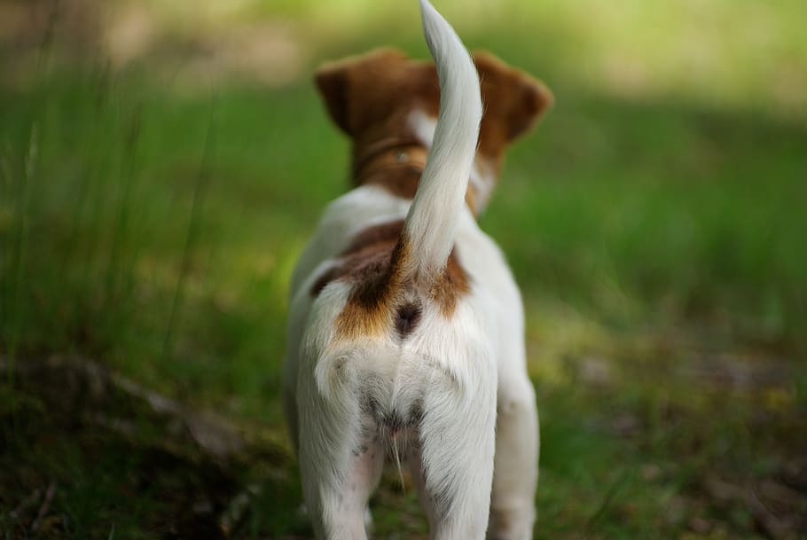dog, tail, pet, cute, puppy, animal themes, mammal, one animal HD wallpaper