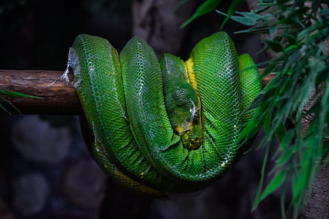 green tree python, snake, animal, reptile, nature, branch, zoo HD wallpaper