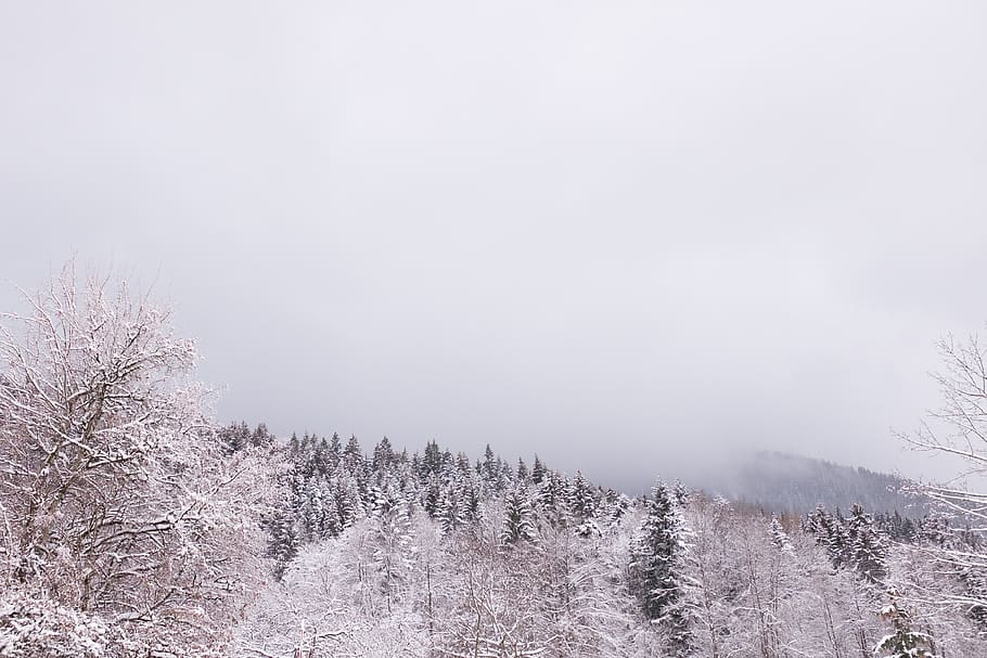 snow covered forest under white sky, nature, abies, plant, fir HD wallpaper