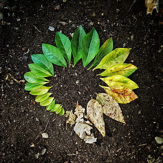 leaf, flora, soil, garden, nature, plant, natural, green, dirt HD wallpaper