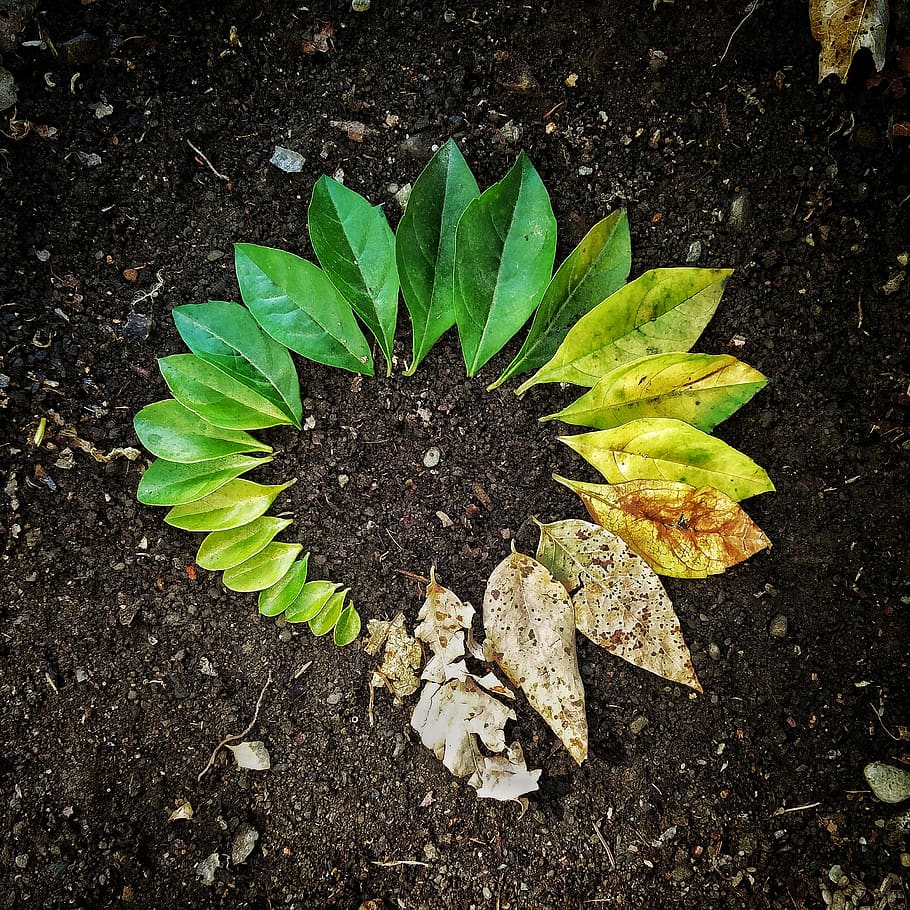 leaf, flora, soil, garden, nature, plant, natural, green, dirt HD wallpaper
