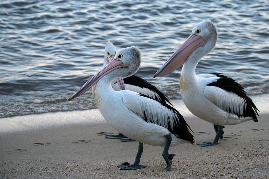 three white pelicans on shore, vertebrate, bird, animal themes HD wallpaper