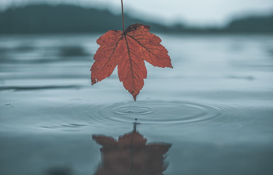 leaf on body of water, eibsee, zugspitze, winter, outdoor, travel, HD wallpaper