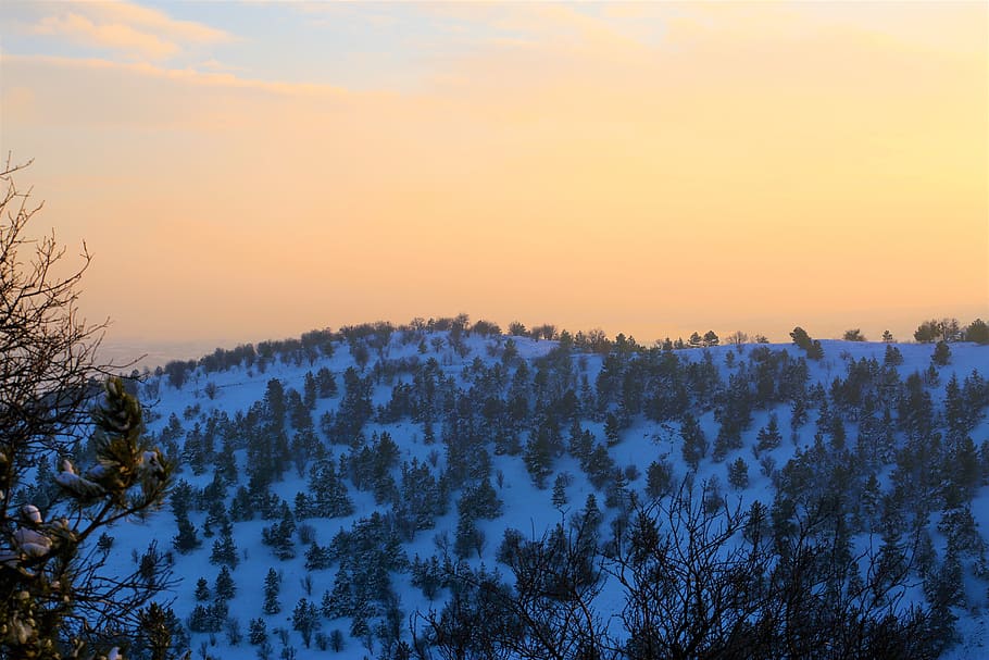winter, snow, horizon, forest, mountain, tree, cold, nature HD wallpaper