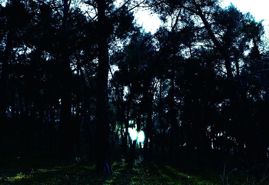 turkey, heybeliada, tree, light, plant, forest, land, growth HD wallpaper