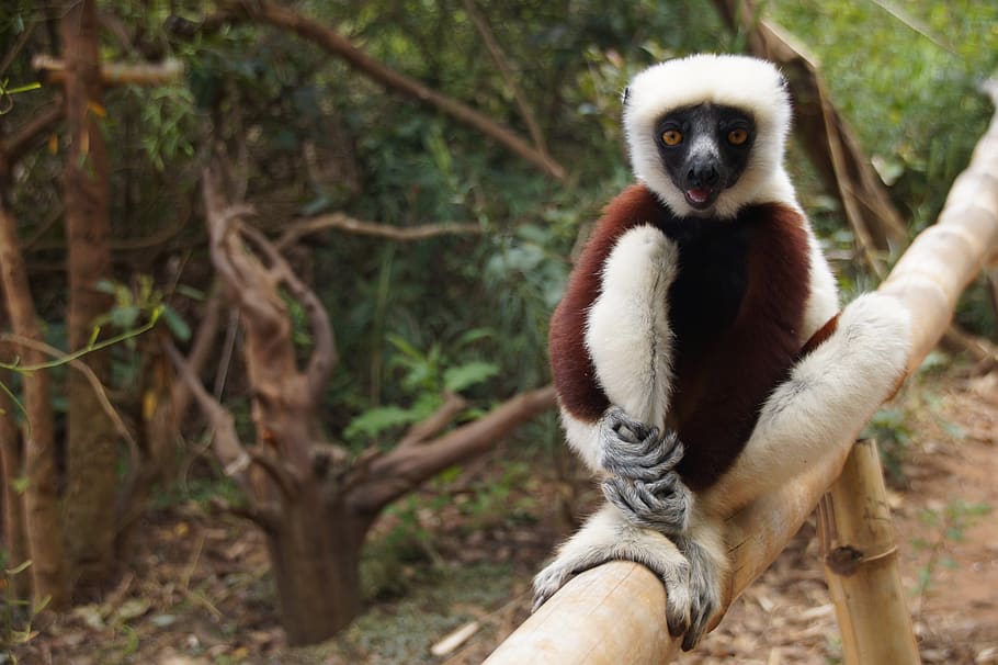 madagascar, lemur, mammal, monkey, nature, rainforest, zoo, HD wallpaper