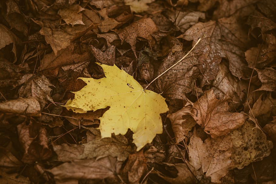 dried brown leaves, leaf, plant, tree, maple leaf, veins, ground HD wallpaper