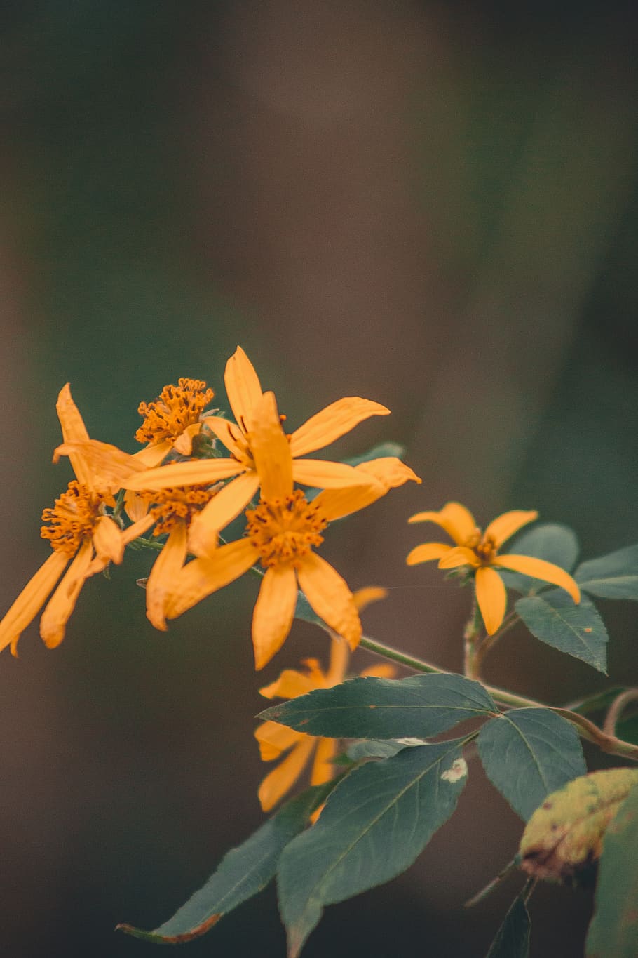 Close-Up Photo of Yellow Flowers, beautiful, bloom, blooming HD wallpaper
