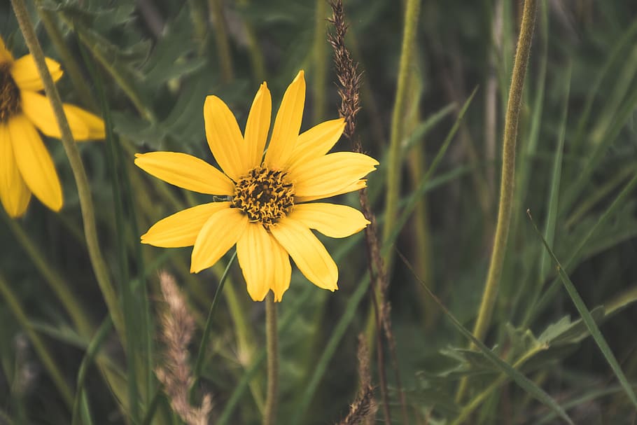 Yellow Flower in Macro Shot, bloom, blooming, blossom, bright HD wallpaper