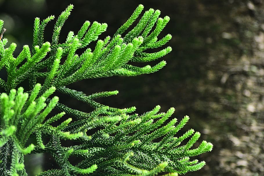 pine tree, leaf, green color, close-up, plant, growth, focus on foreground HD wallpaper