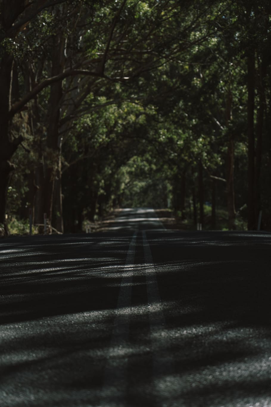 asphalt road under trees, tarmac, highway, plant, vegetation HD wallpaper