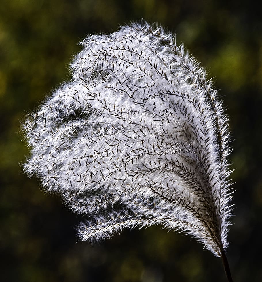 white, plant, frond, fluffy, puffy, macro, gentle, nature, close-up HD wallpaper