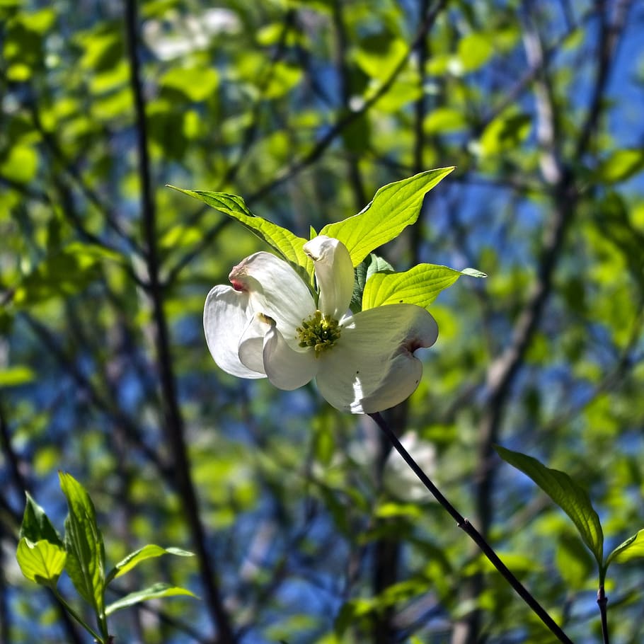 HD wallpaper: dogwood in arkansas spring, blossom, bloom, plant, white ...