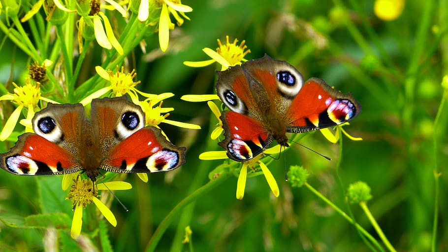 2 Peacock Butterflies Perched on Yellow Flower in Close Up Photography during Daytime, HD wallpaper