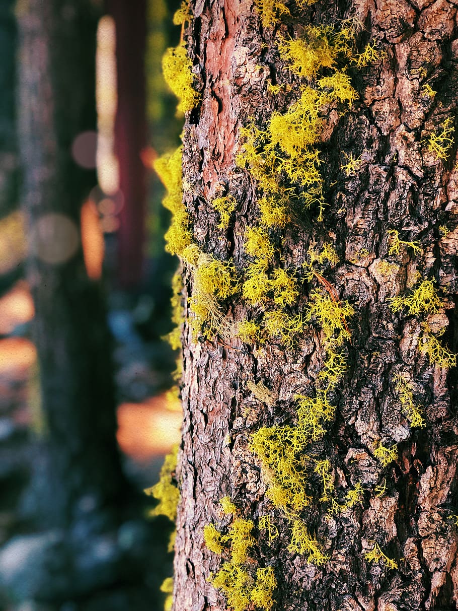 green moss, trunk, tree trunk, plant, textured, close-up, focus on foreground HD wallpaper