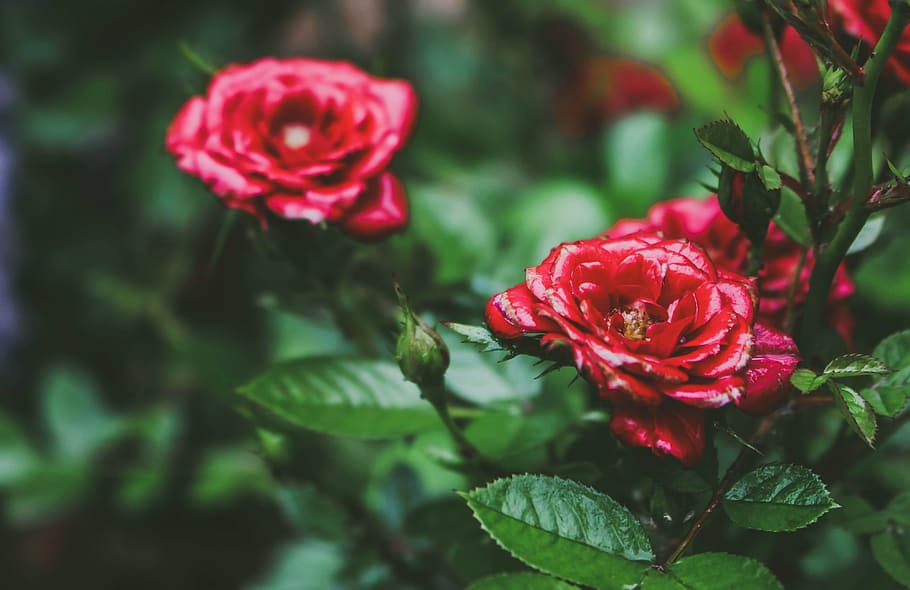 Shallow Focus Photo of Red Roses, background, beautiful, bloom HD wallpaper