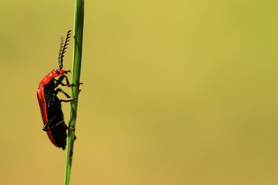 beetle, insect, close up, halm, blade of grass, stengel, plant, HD wallpaper