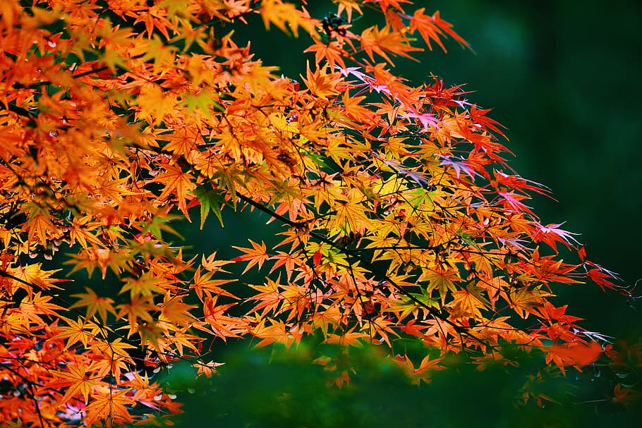 orange-leafed tree, plant, maple, maple leaf, droplet, flower HD wallpaper