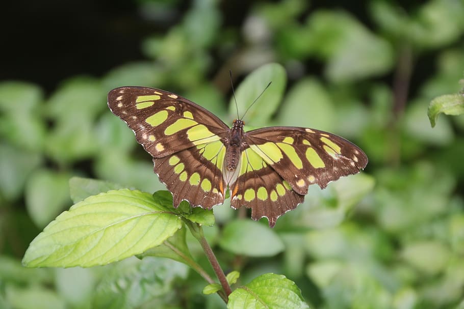 butterfly, nature, leaf, green, close up, summer, animal wing HD wallpaper