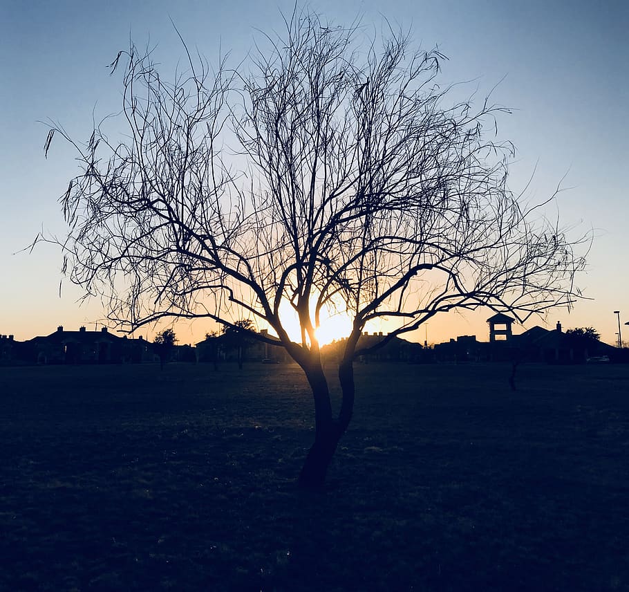 Silhouette of Bare Tree during Sunset, backlit, branches, dramatic HD wallpaper