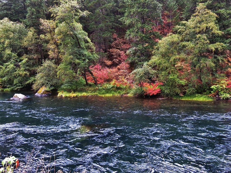 water, tree, plant, beauty in nature, growth, tranquility, forest HD wallpaper