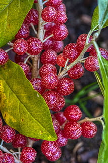 silver leaf, berry, natural, fruit, tart, vitamins, autumn HD wallpaper