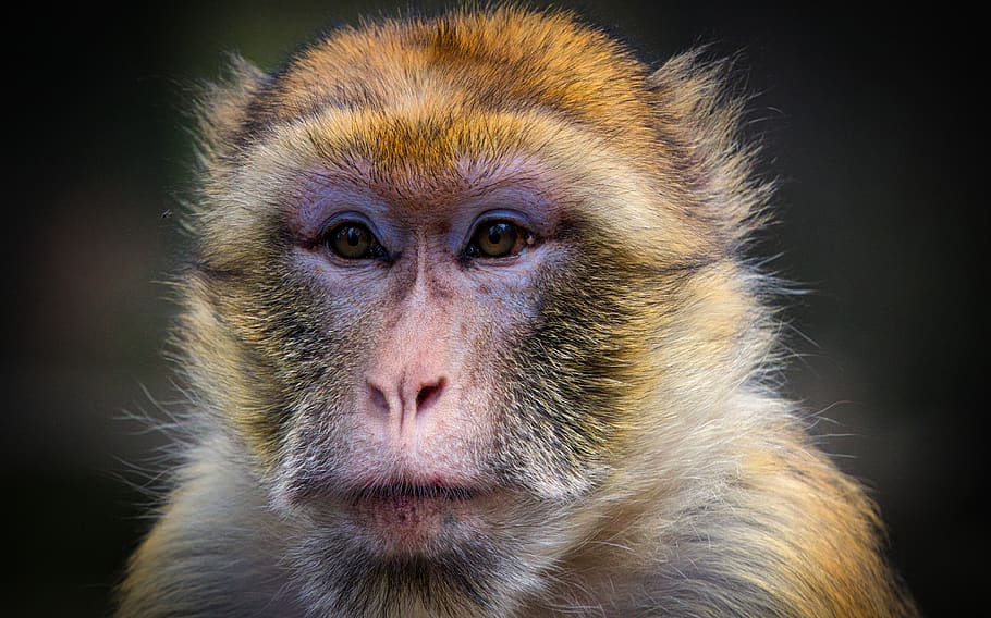 barbary ape, monkey, mahogany, animal, mammal, primates, macaque species, HD wallpaper