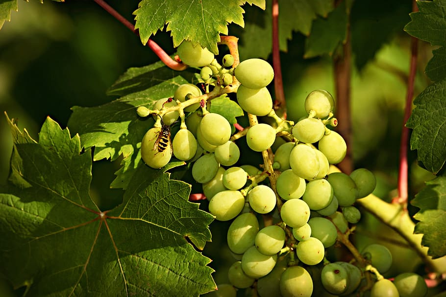 grape, fruit, vine, vineyard, wine leaf, grapevine, food, fresh HD wallpaper