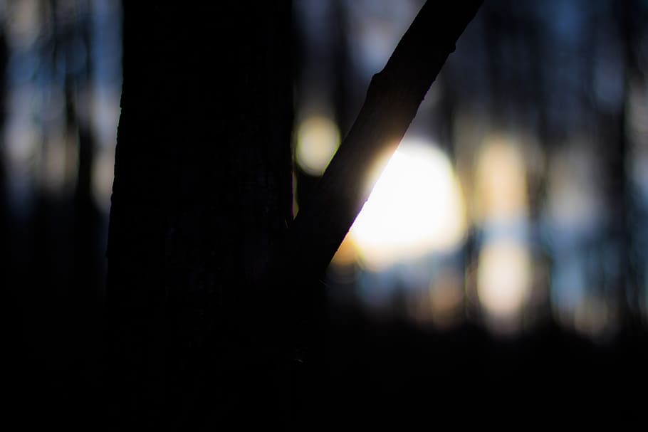 Silhouette of Tree Bokeh Photography, backlit, blur, close-up HD wallpaper