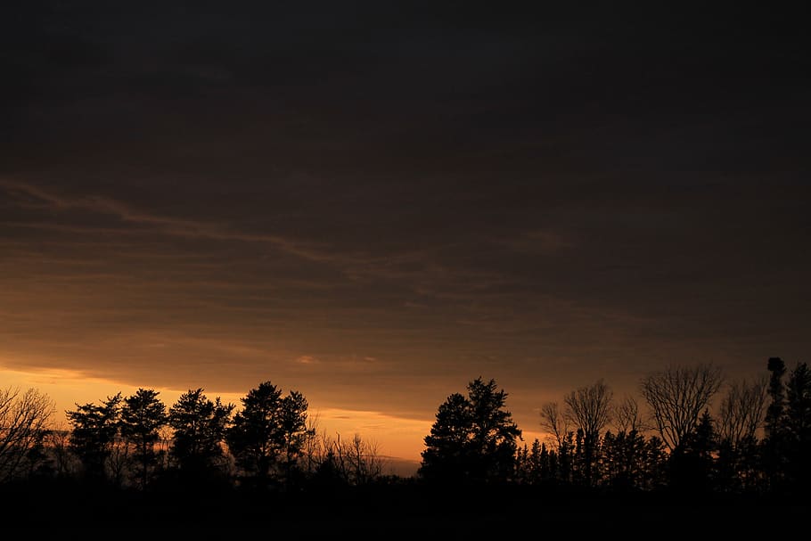 tree, sky, silhouette, sunset, tranquility, beauty in nature HD wallpaper