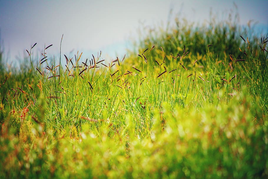 plant, growth, grass, green color, field, selective focus, land HD wallpaper