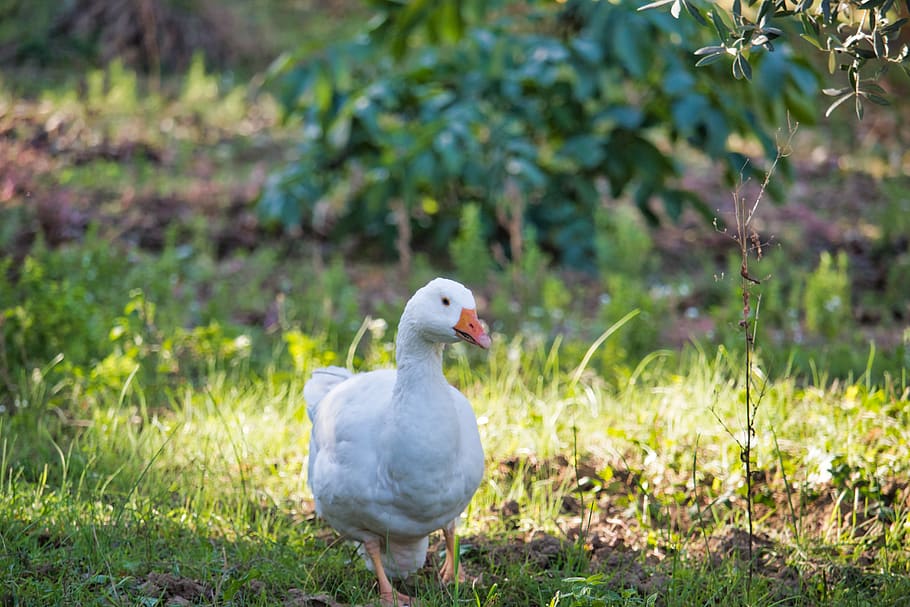 duck, oca, chicks, the ducks, animal, poultry, prato, plumage HD wallpaper