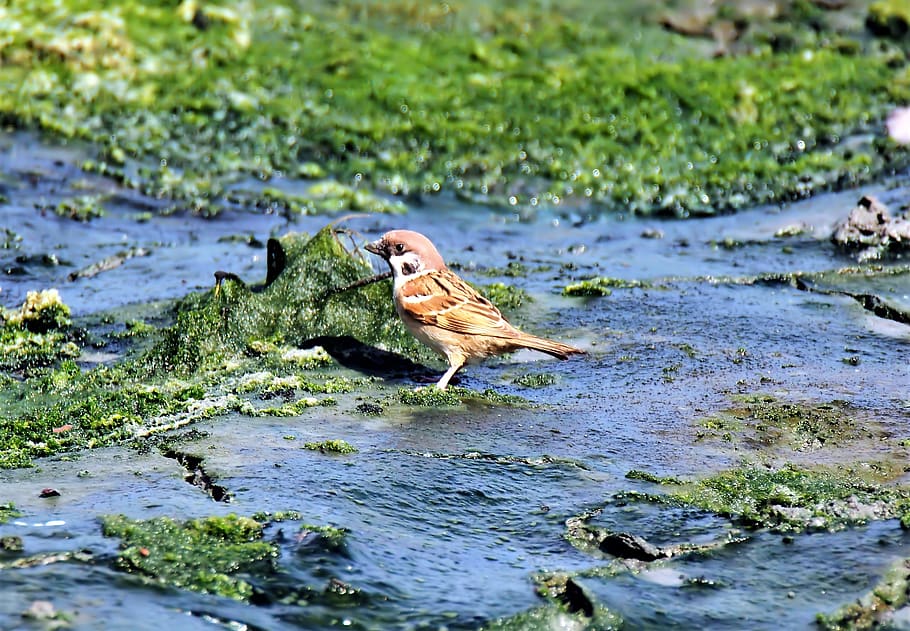small, bird, eurasian, tree, sparrow, wild, wildlife, domestic HD wallpaper