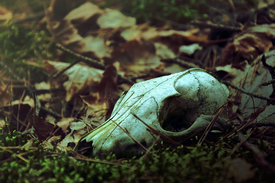 land, field, plant, one animal, animal themes, animal wildlife HD wallpaper