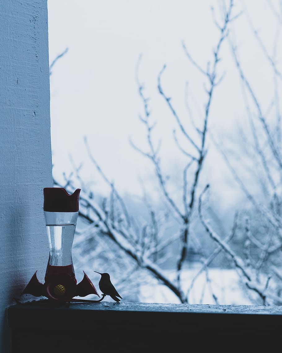 Bird Beside Bottle, avian, perched, water, focus on foreground HD wallpaper