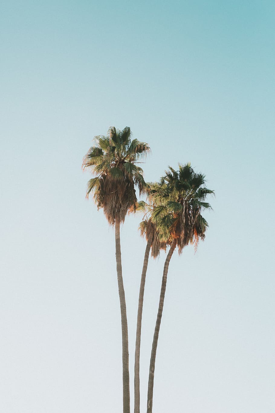three palm tree, sky, coast, shore, beach, summer, nature, outdoors, HD wallpaper
