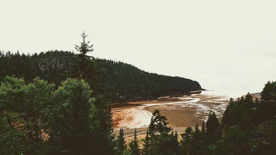 sea, ocean, forest, trees, fundy, bay, plant, sky, scenics - nature HD wallpaper