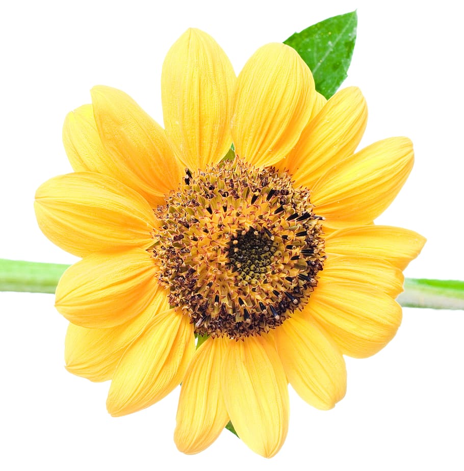 con2011, flower, sunflower, freshness, yellow, flowering plant HD wallpaper