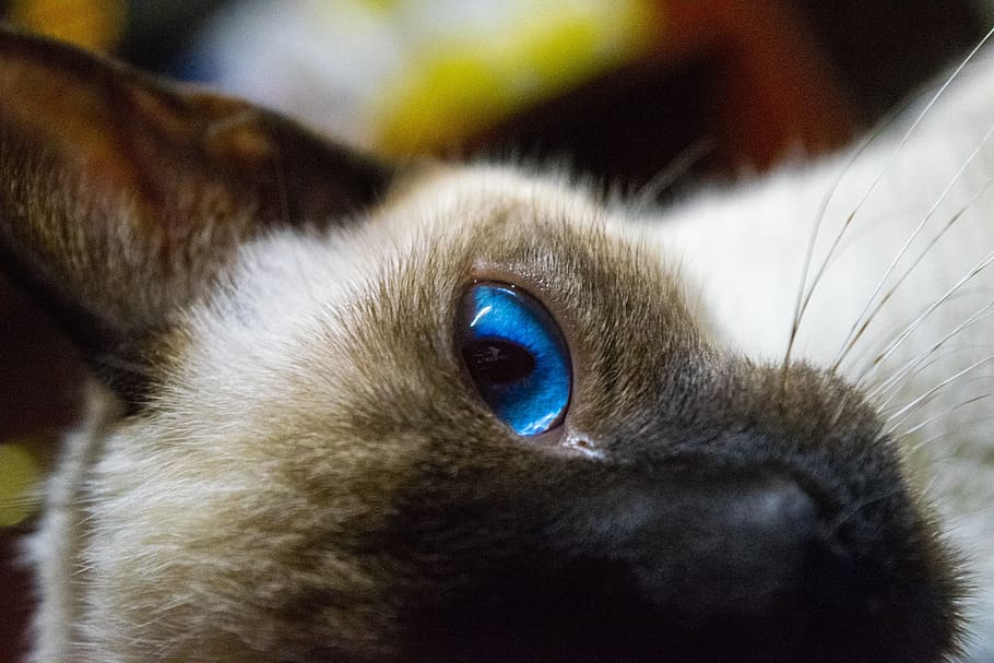 cat, kitten, pet, siamese, feline, one animal, mammal, animal themes HD wallpaper