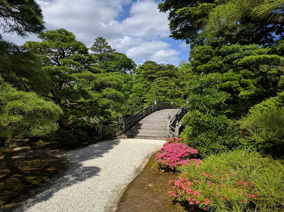 brown bridge surround by trees under cloudy sky, plant, growth HD wallpaper