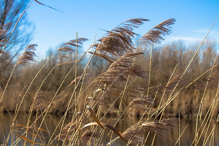 reed, reed plume, waterfront, nature, leave, plant, sky, growth HD wallpaper