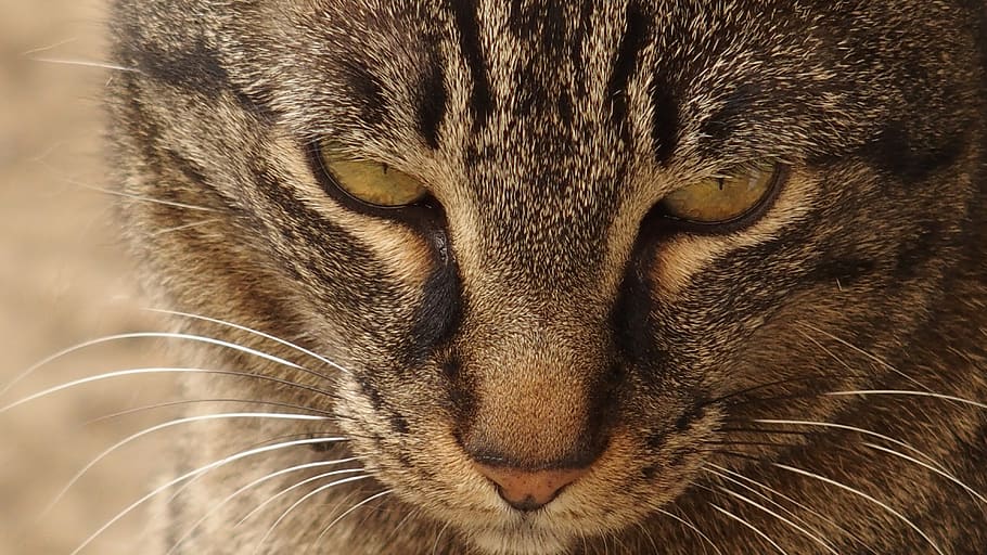 cat, look, animal, animal themes, mammal, close-up, one animal HD wallpaper