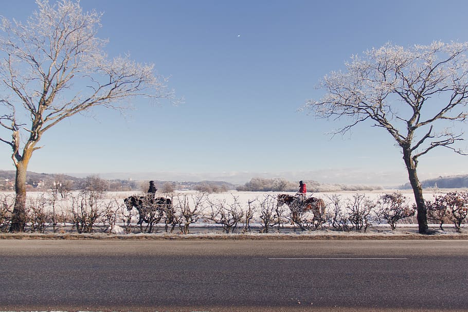 denmark, brabrand lake, trees, winter, horse, snow, danish, HD wallpaper