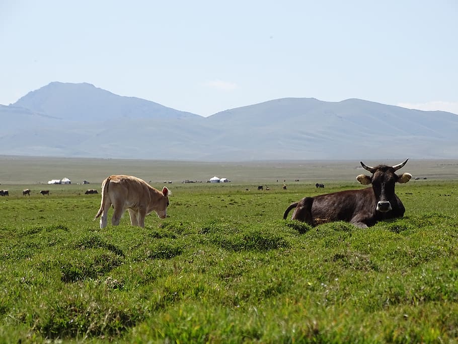 mountains, alpine meadow, pasture, herd, cow, calf, mammal HD wallpaper
